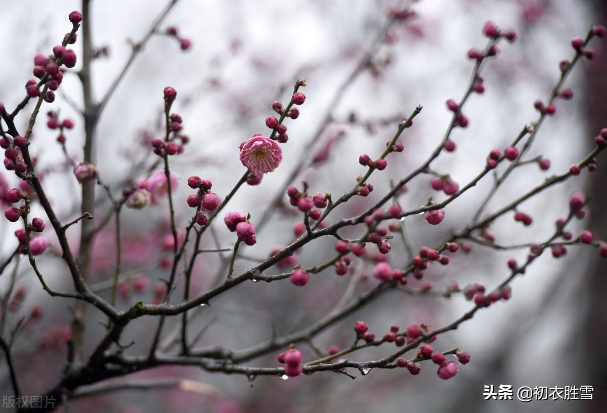 寒雨清丽梅花五首古诗（冻雨溪山路，高下尽梅花）