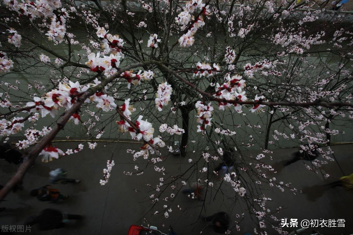 寒雨清丽梅花五首古诗（冻雨溪山路，高下尽梅花）