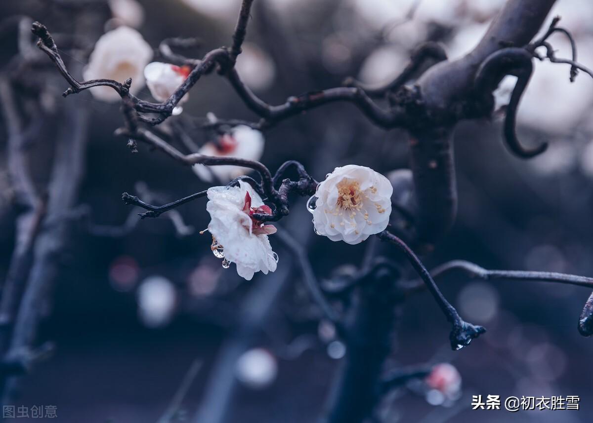 寒雨清丽梅花五首古诗（冻雨溪山路，高下尽梅花）