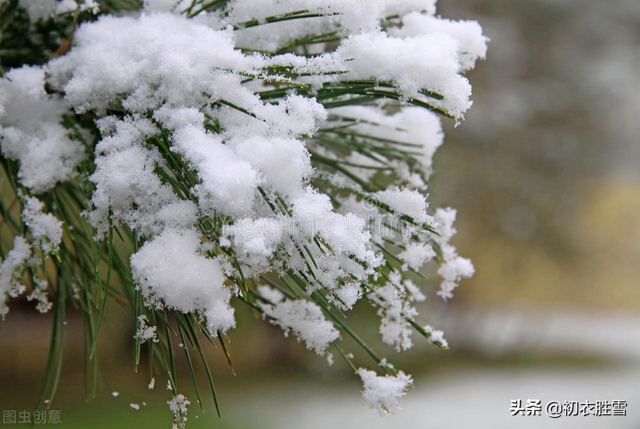 大寒节气古诗六首（大寒松竹更萧骚，雪后大寒见老松）