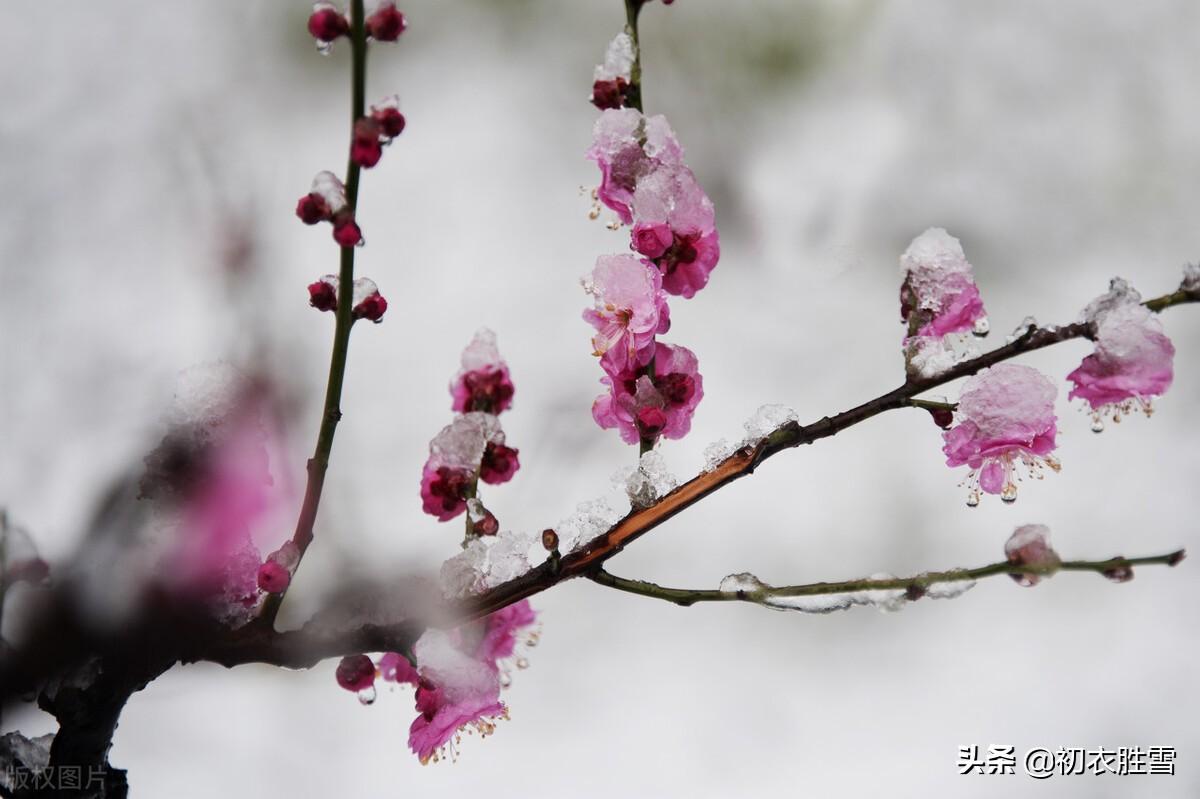 大寒节气古诗六首（大寒松竹更萧骚，雪后大寒见老松）