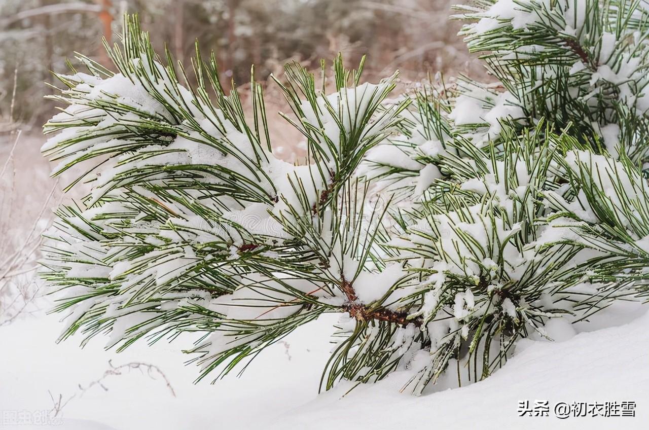 大寒节气古诗六首（大寒松竹更萧骚，雪后大寒见老松）