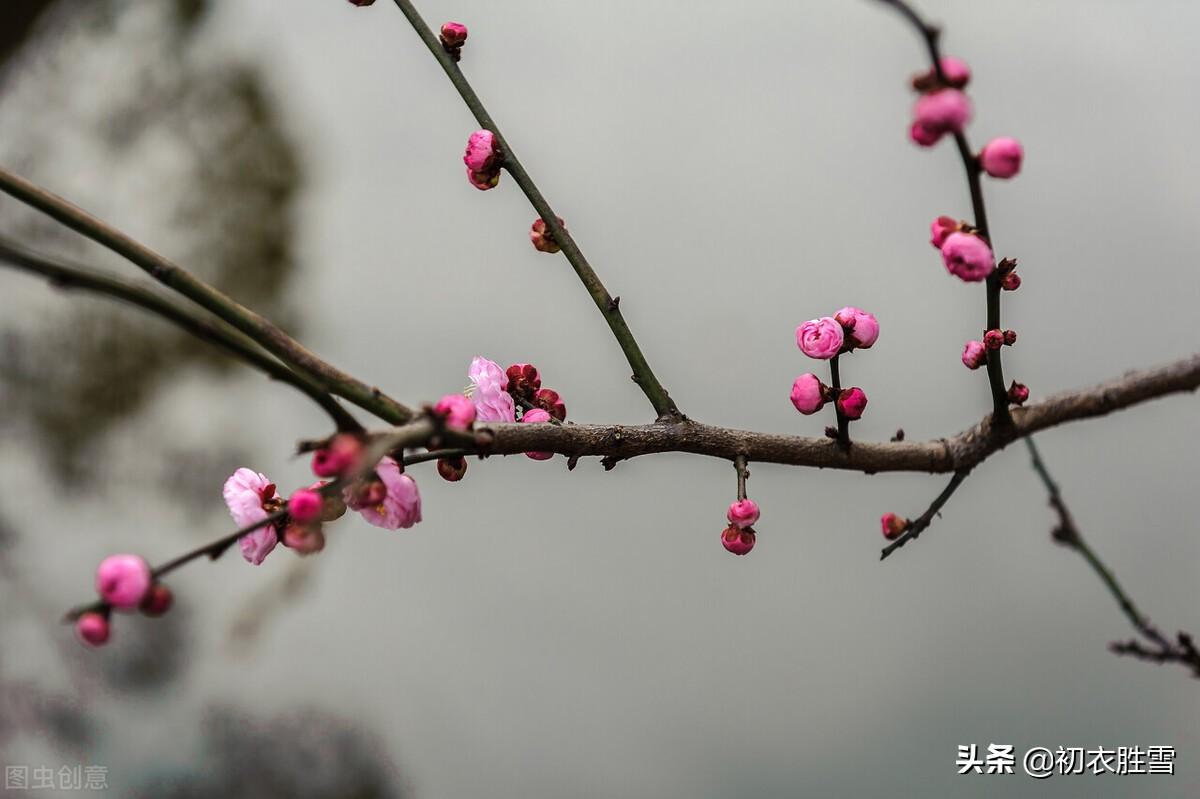 腊月春前梅花五首古诗词（共趁春前腊后开，似留芳意入新年）