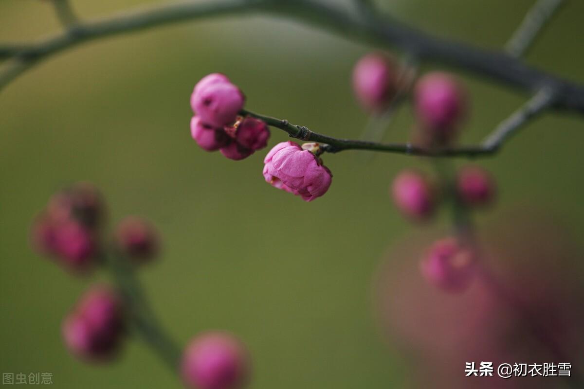 腊月春前梅花五首古诗词（共趁春前腊后开，似留芳意入新年）