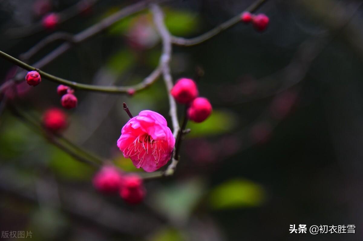 腊月春前梅花五首古诗词（共趁春前腊后开，似留芳意入新年）