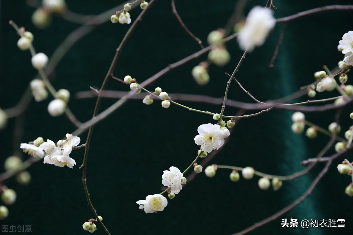 唐诗腊日七首古诗赏析（腊日巴江曲，艳艳待春梅）