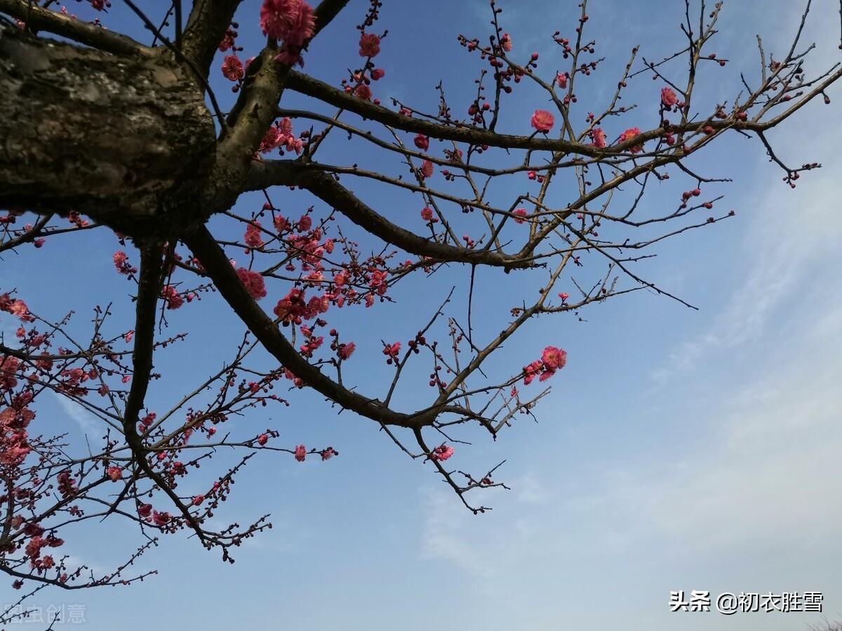 暮冬清丽诗词四首赏析（北风吹雪尽，遥想折梅花）