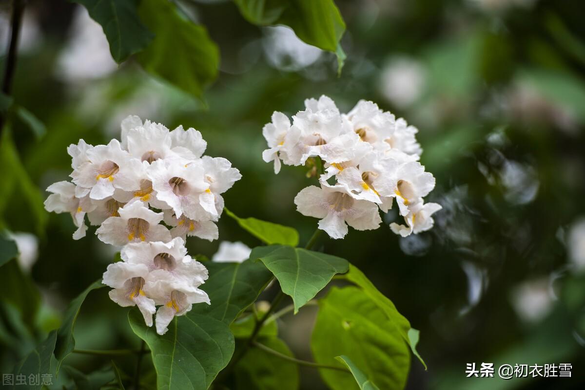 腊月明丽大气五首诗词（腊月年光如激浪，要取楸花媚远天）