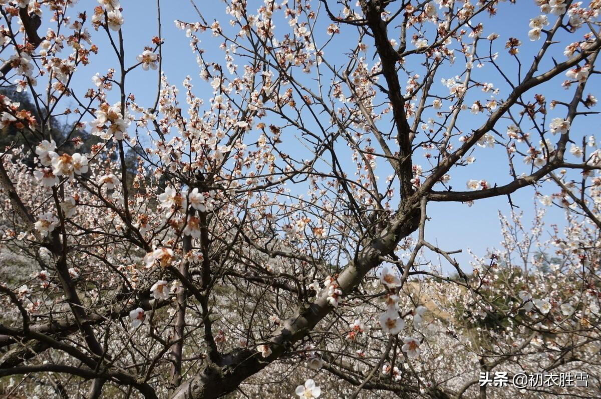 大气寒梅唐诗五首鉴赏（清香无以敌寒梅，万卉千花冻不知）