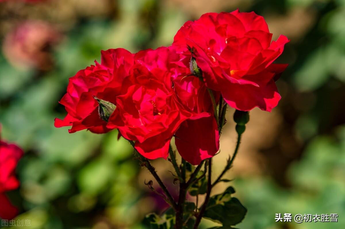 冬花月季六首诗词赏析（天下风流是此花，此花无日不春风）