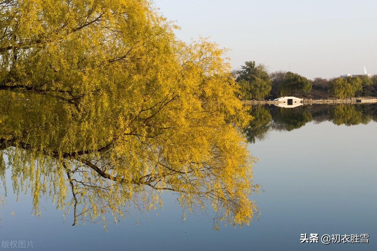 冬柳五首优美古诗词（一色淡黄霜染就，十分冬暖学春华）