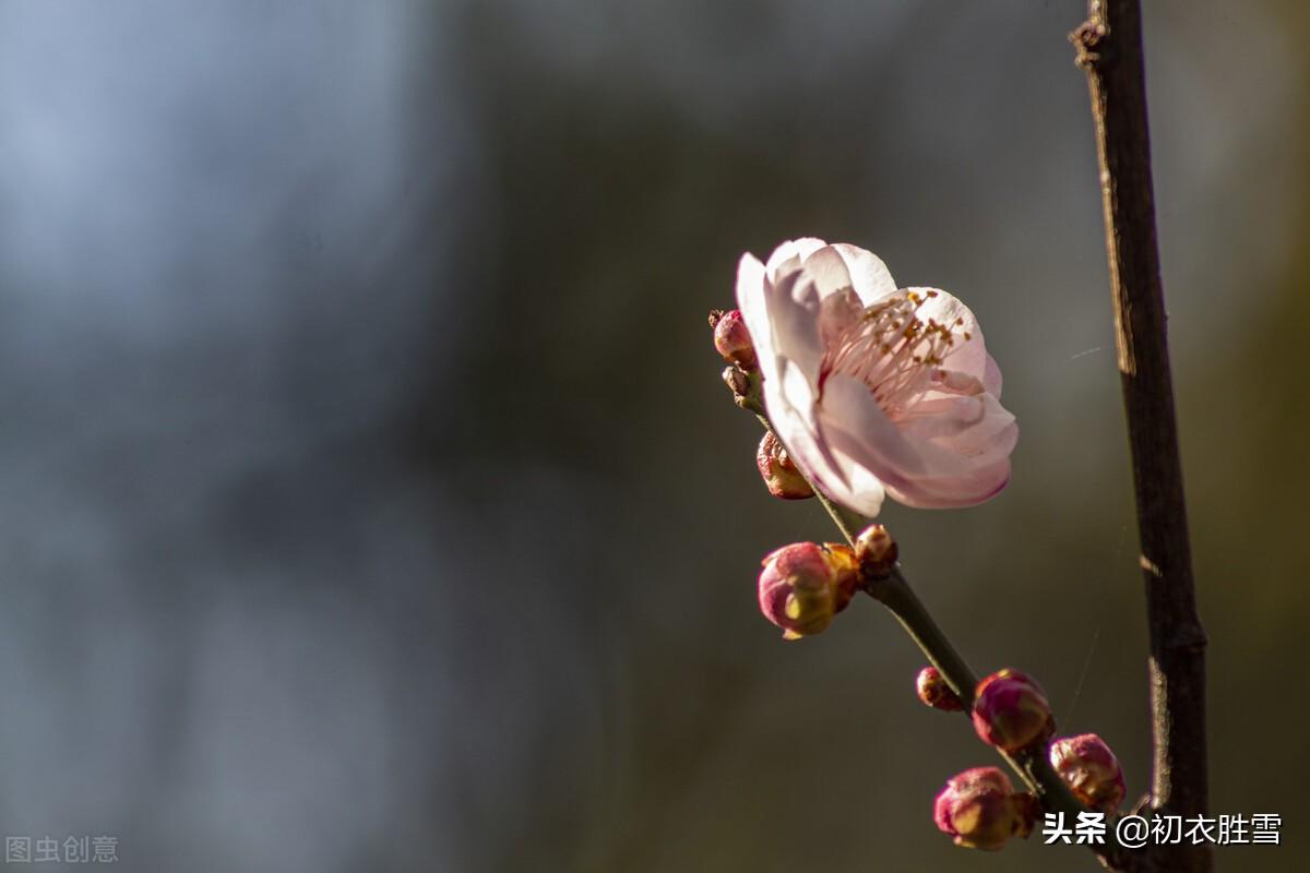 仲冬梅花古诗七首（一枝先见腊前梅，一朵梅花占两年）