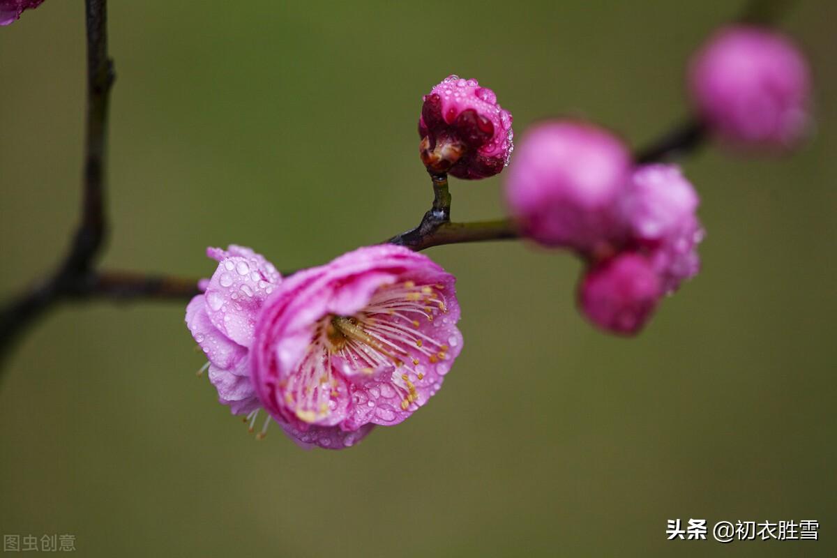 仲冬梅花古诗七首（一枝先见腊前梅，一朵梅花占两年）