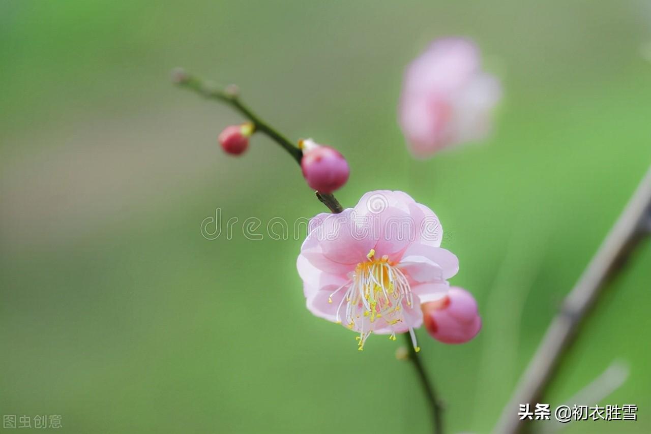 仲冬梅花古诗七首（一枝先见腊前梅，一朵梅花占两年）