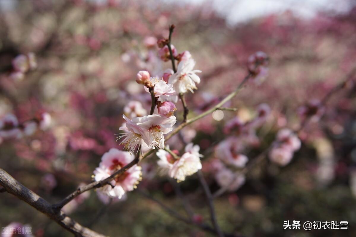 仲冬梅花古诗七首（一枝先见腊前梅，一朵梅花占两年）