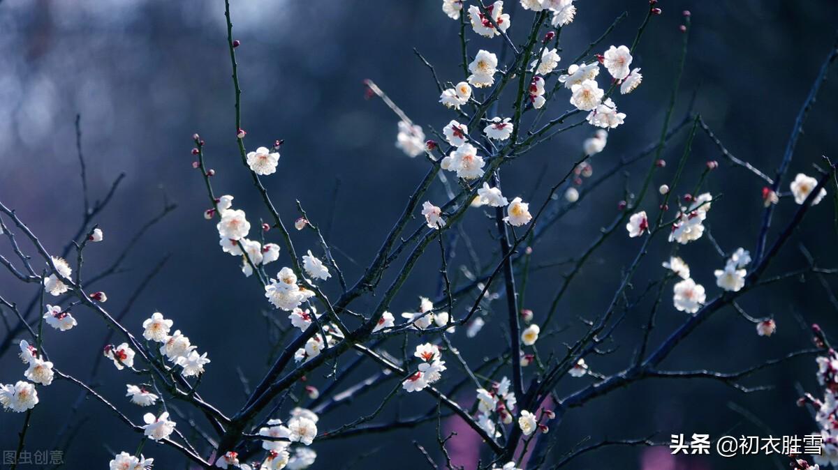 黄景仁清奇梅花五首古诗词（占得百花头上死，人生可也当如此）