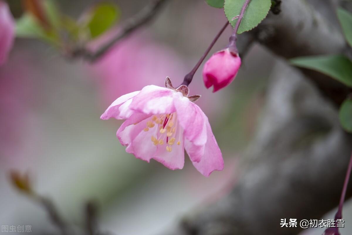 初冬海棠六首古诗（昨夜海棠开数朵，一双蝴蝶上阑干）