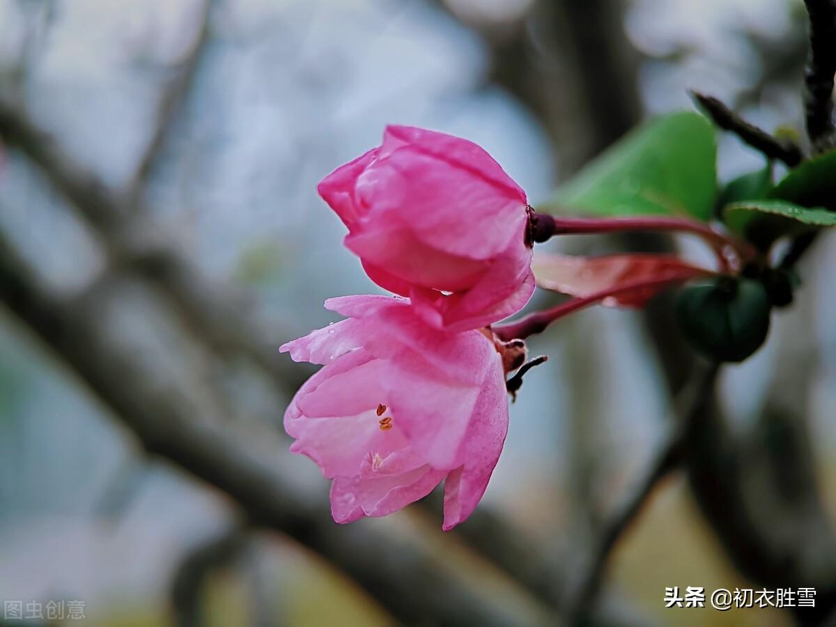 初冬海棠六首古诗（昨夜海棠开数朵，一双蝴蝶上阑干）