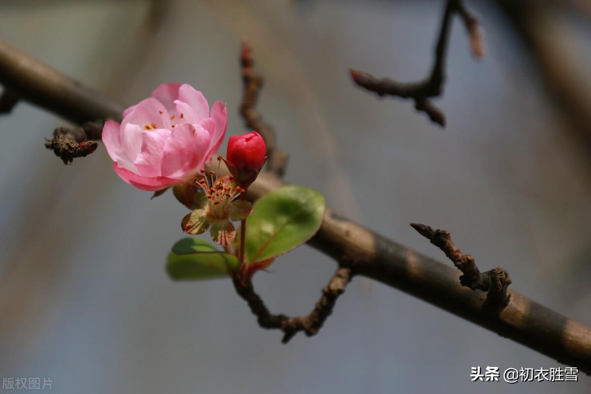 初冬海棠六首古诗（昨夜海棠开数朵，一双蝴蝶上阑干）