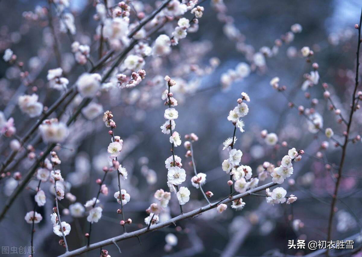 早冬梅花七首古诗（涧头一树小春梅，小春枝上含珠颗）