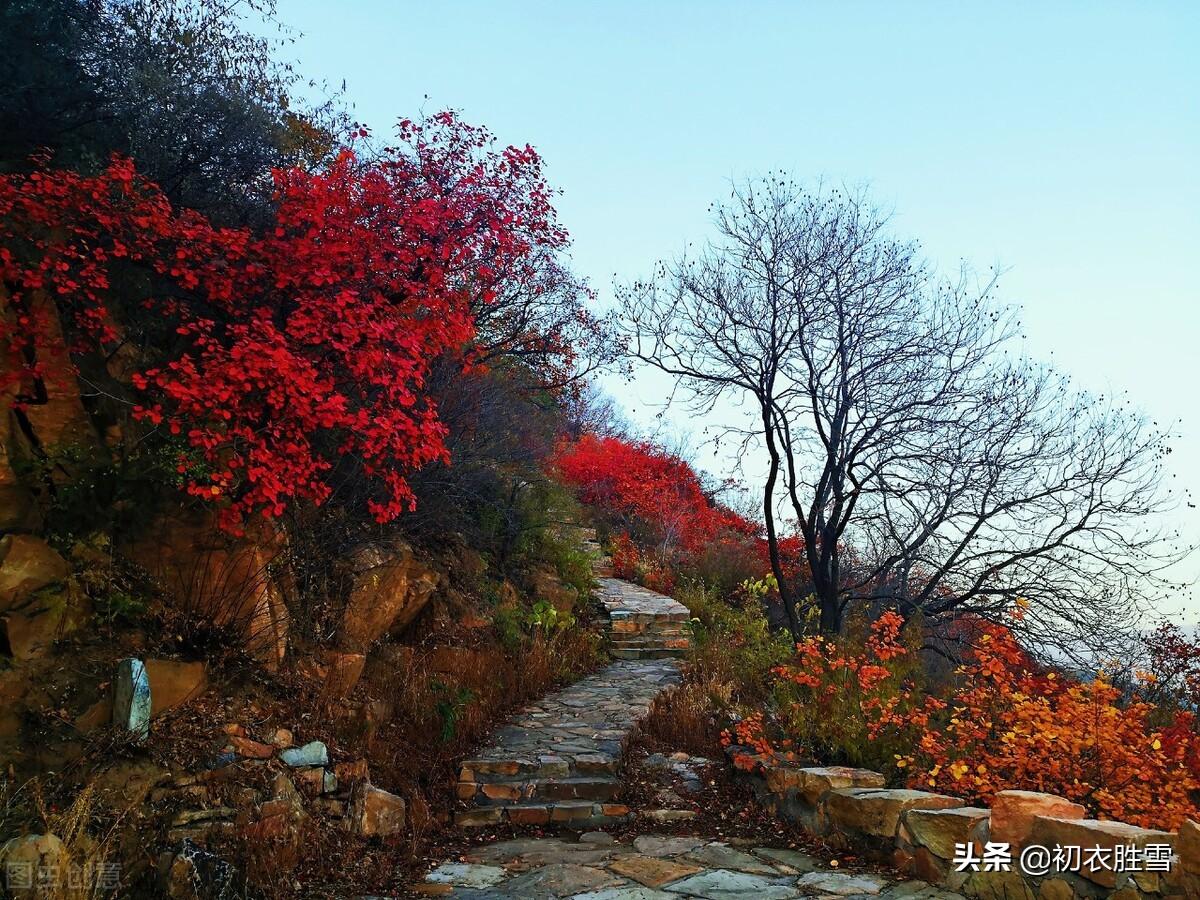 ​早冬红树六首古诗（红树平沙十月天，白云红树画图间）