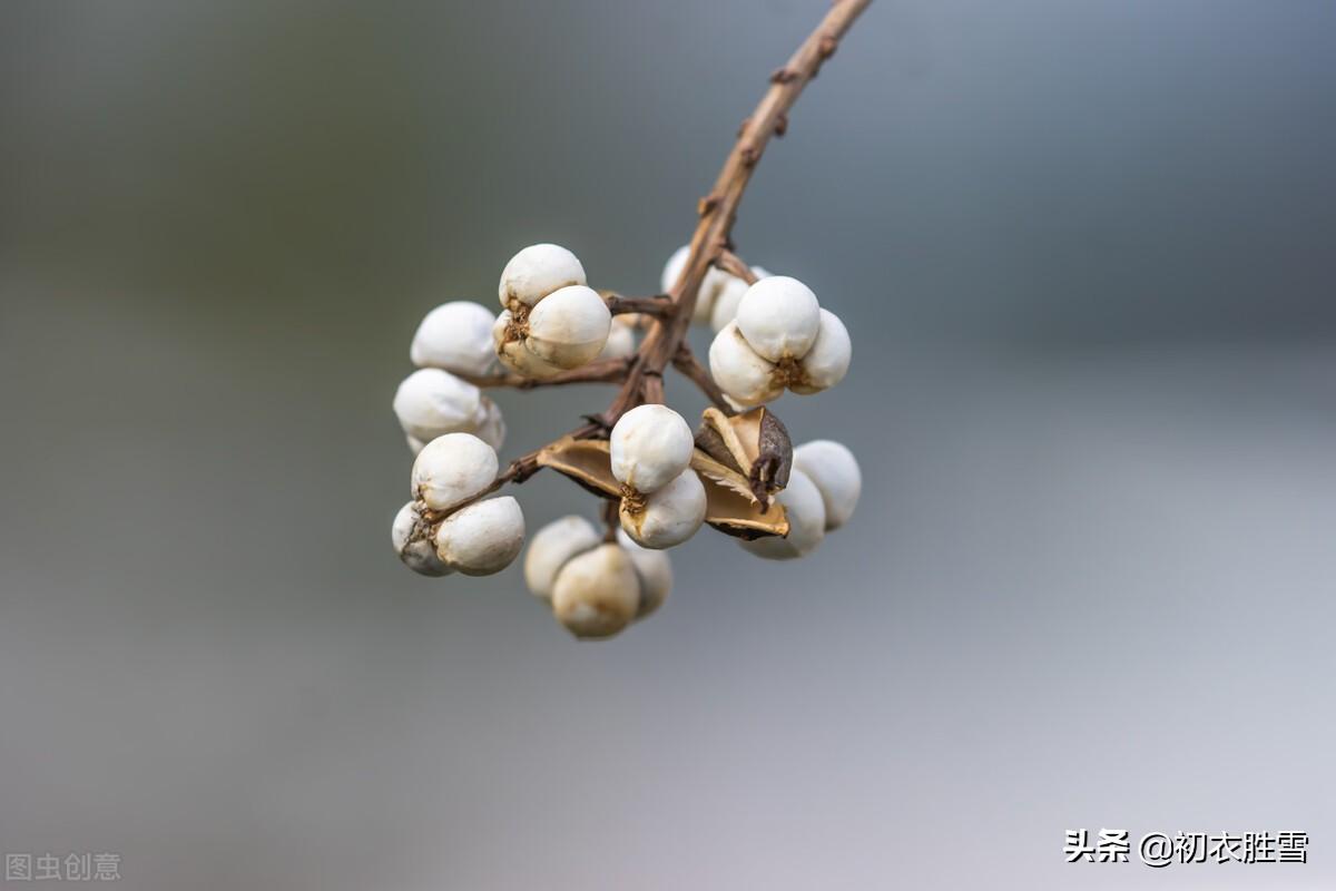 早冬乌桕四首诗词古句（雪绽乌桕实，疑是早梅花）