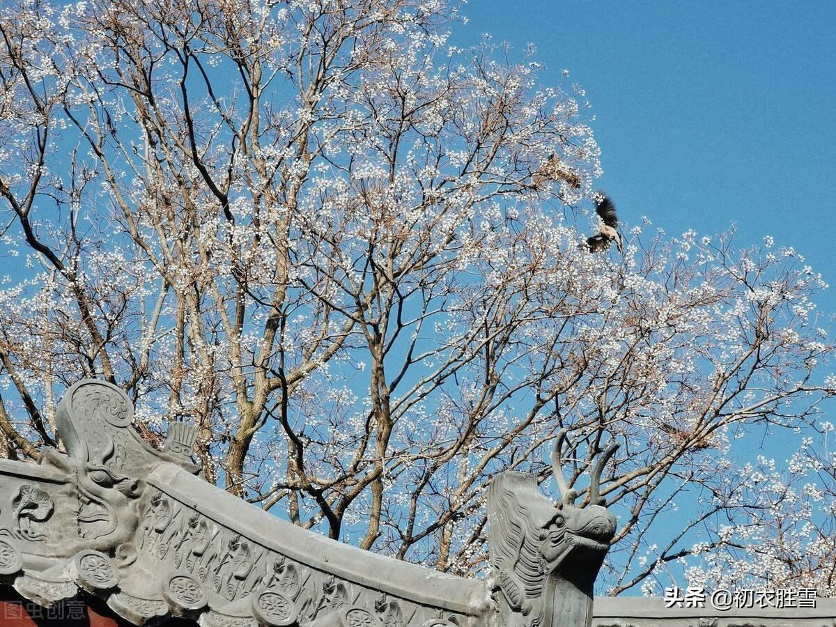 早冬乌桕四首诗词古句（雪绽乌桕实，疑是早梅花）