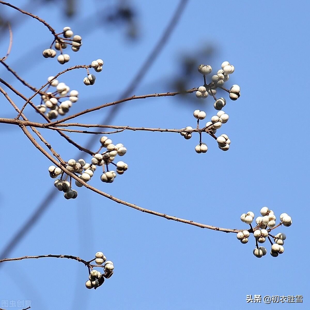 早冬乌桕四首诗词古句（雪绽乌桕实，疑是早梅花）