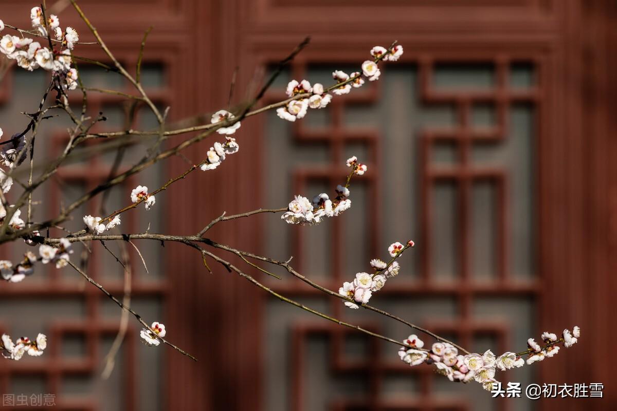 王安石梅花四首古诗词（遥知不是雪，为有暗香来）