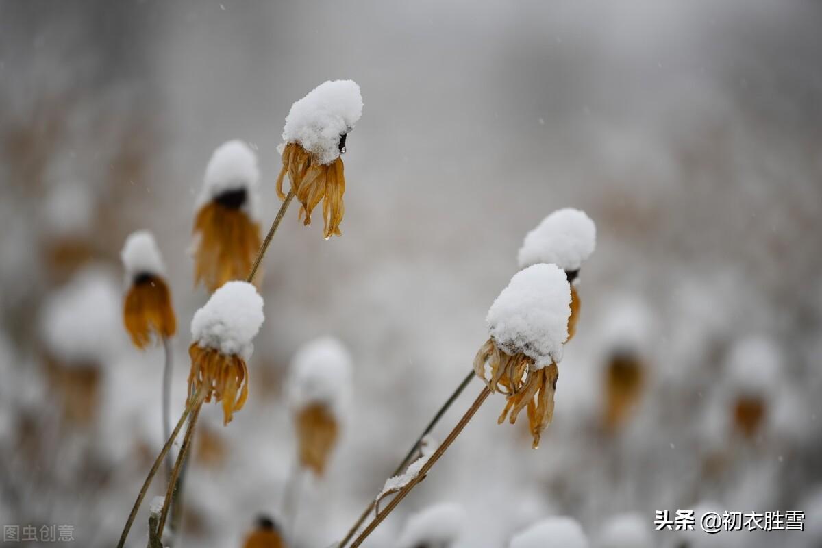 菊花经典诗词大全（不向篱间死，徘徊冰雪里）