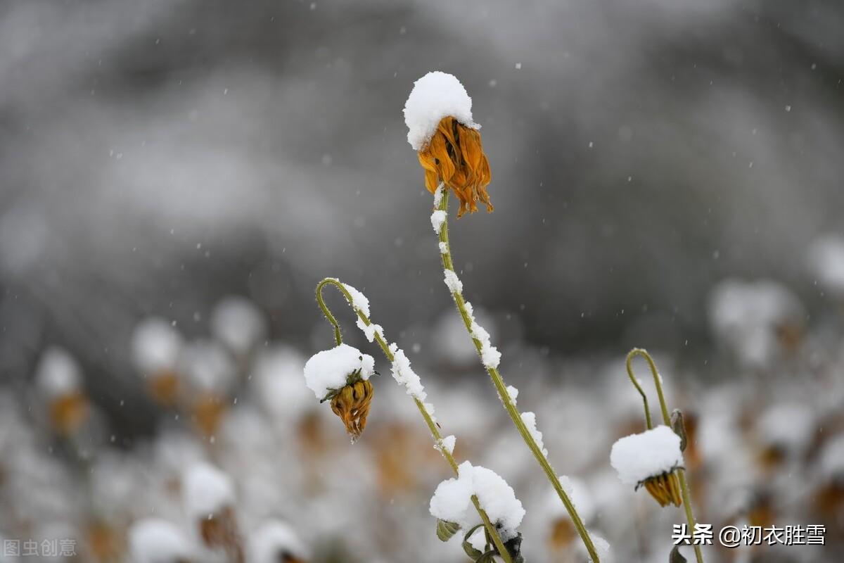 菊花经典诗词大全（不向篱间死，徘徊冰雪里）