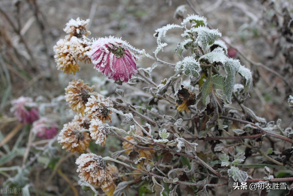 菊花经典诗词大全（不向篱间死，徘徊冰雪里）