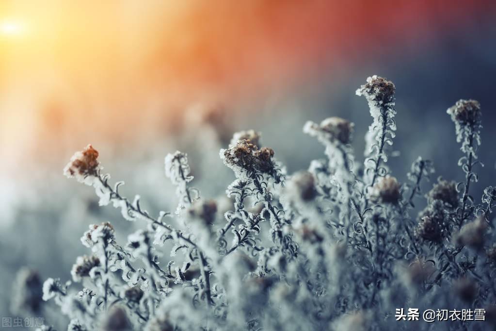 菊花经典诗词大全（不向篱间死，徘徊冰雪里）