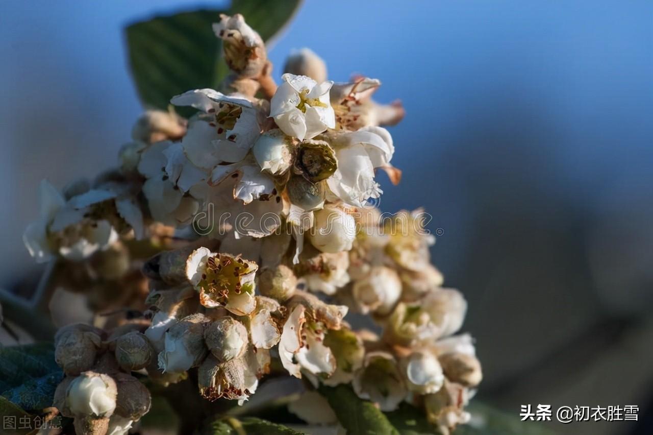 早冬花事六首古诗（寒暑运四时，独有春不死）