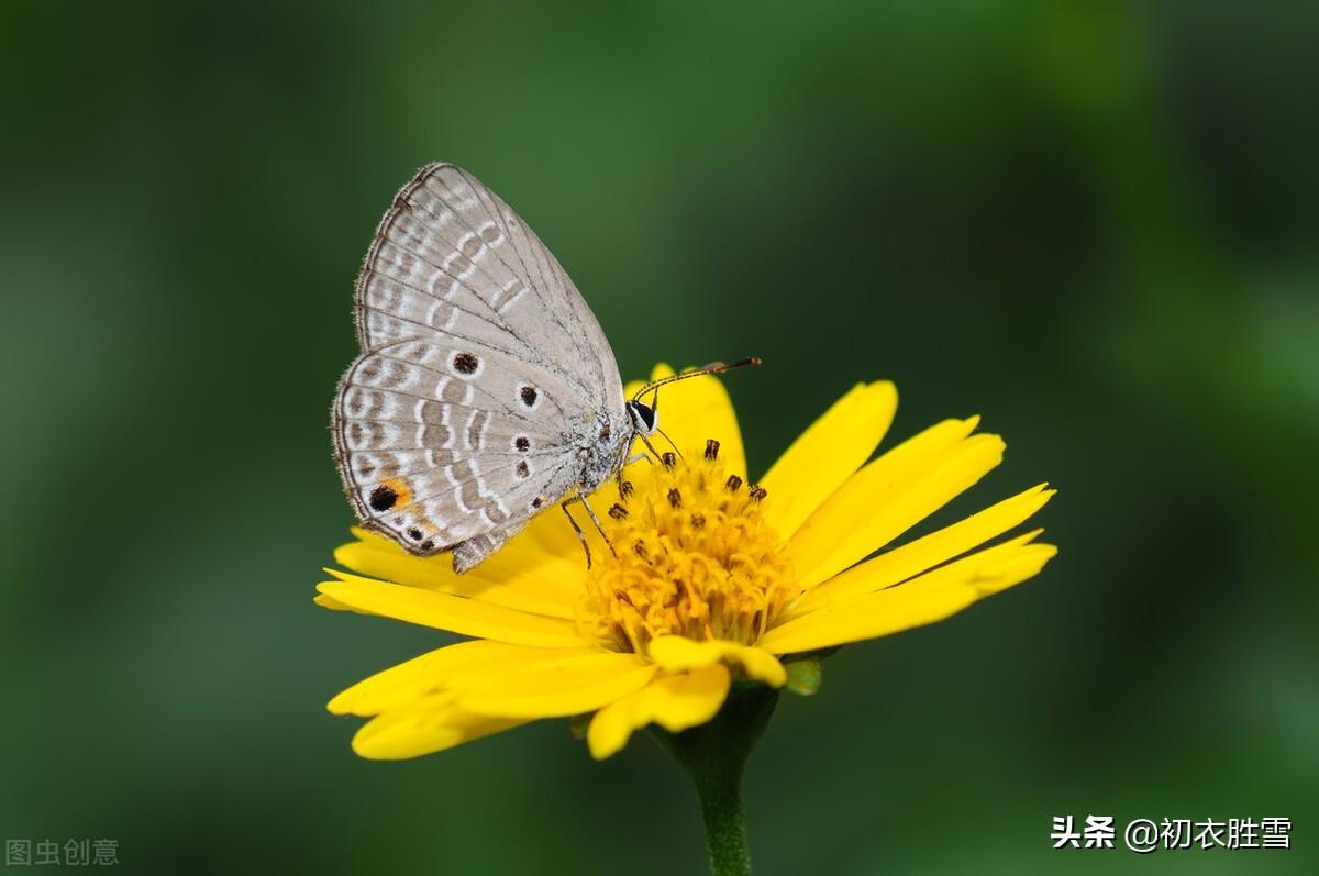 十月小春五首诗词（小春活脱是春时，野花犹向涧边红）