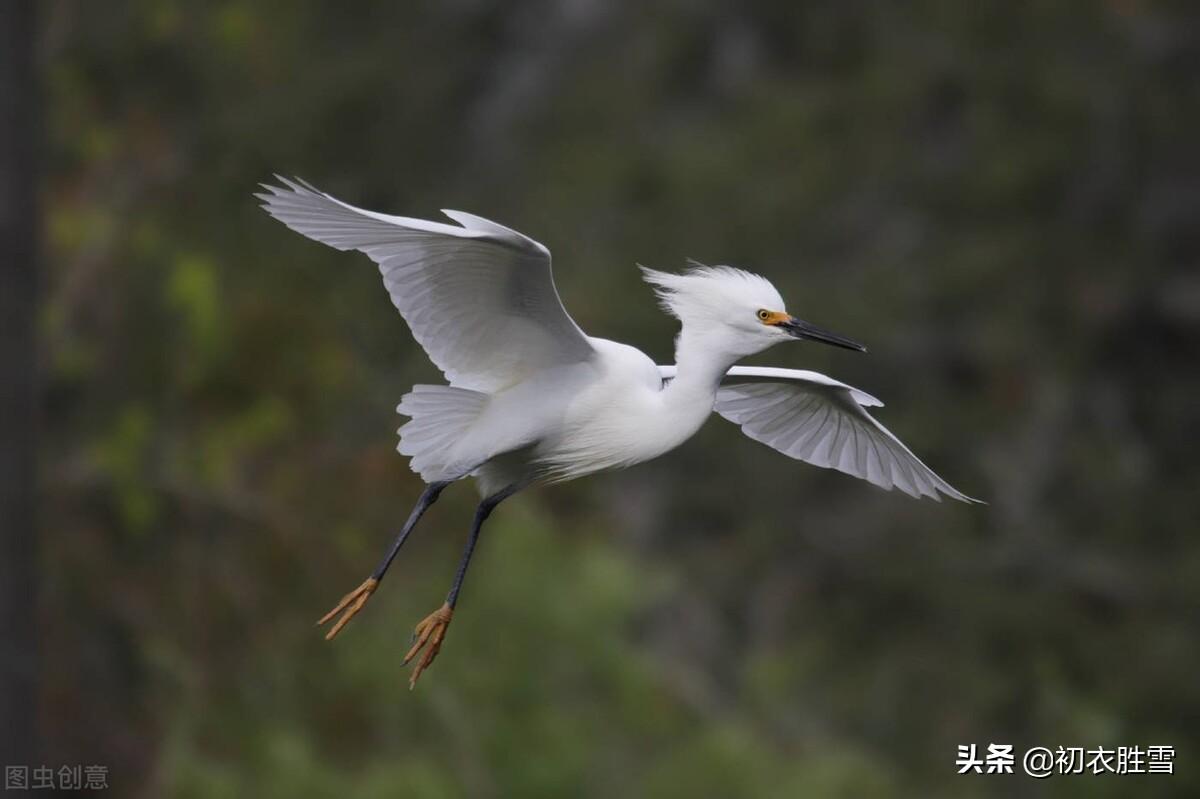 十月小春五首诗词（小春活脱是春时，野花犹向涧边红）