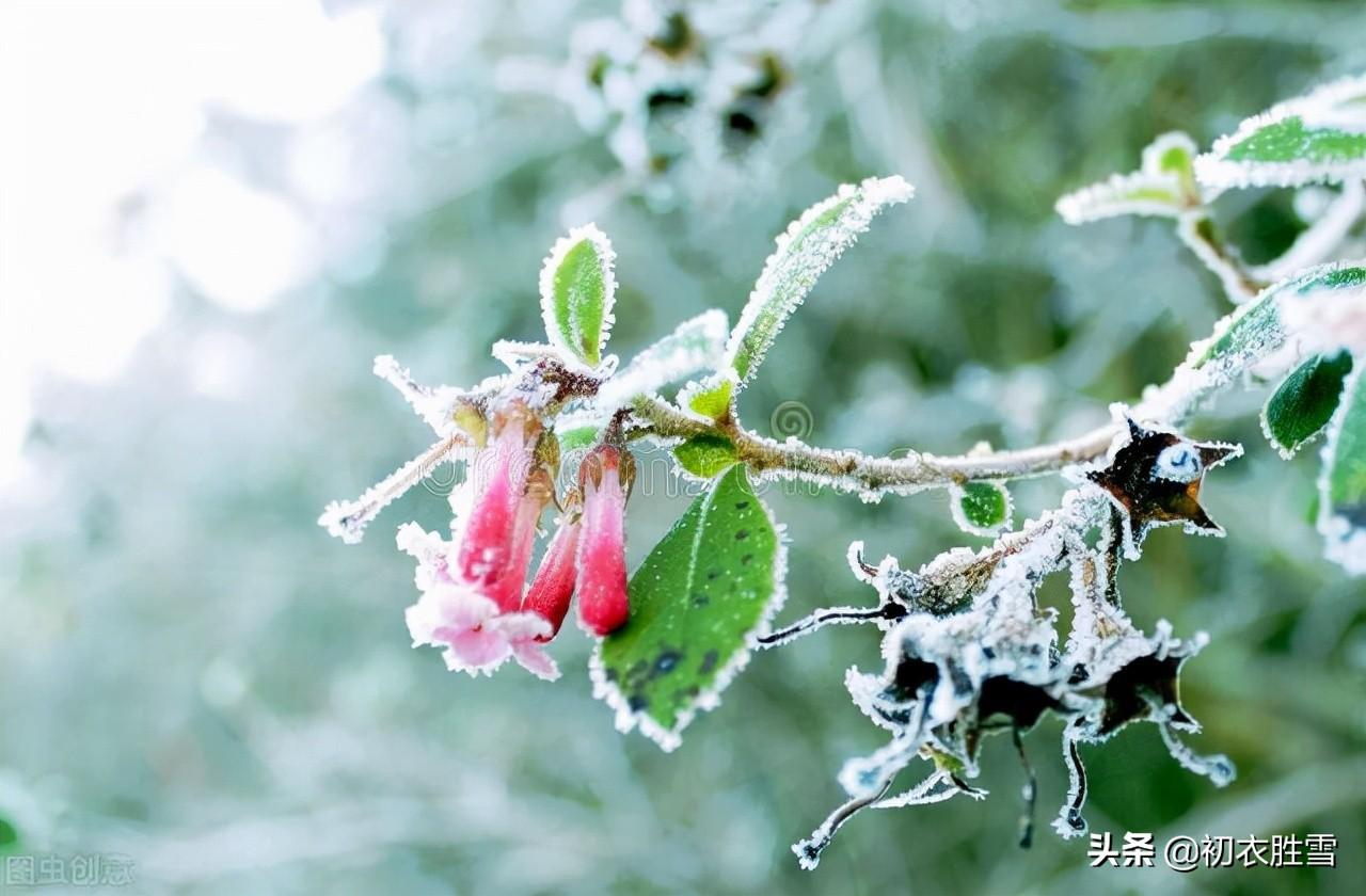 霜降节气六首古诗词（秋深山有骨，霜降水无痕）