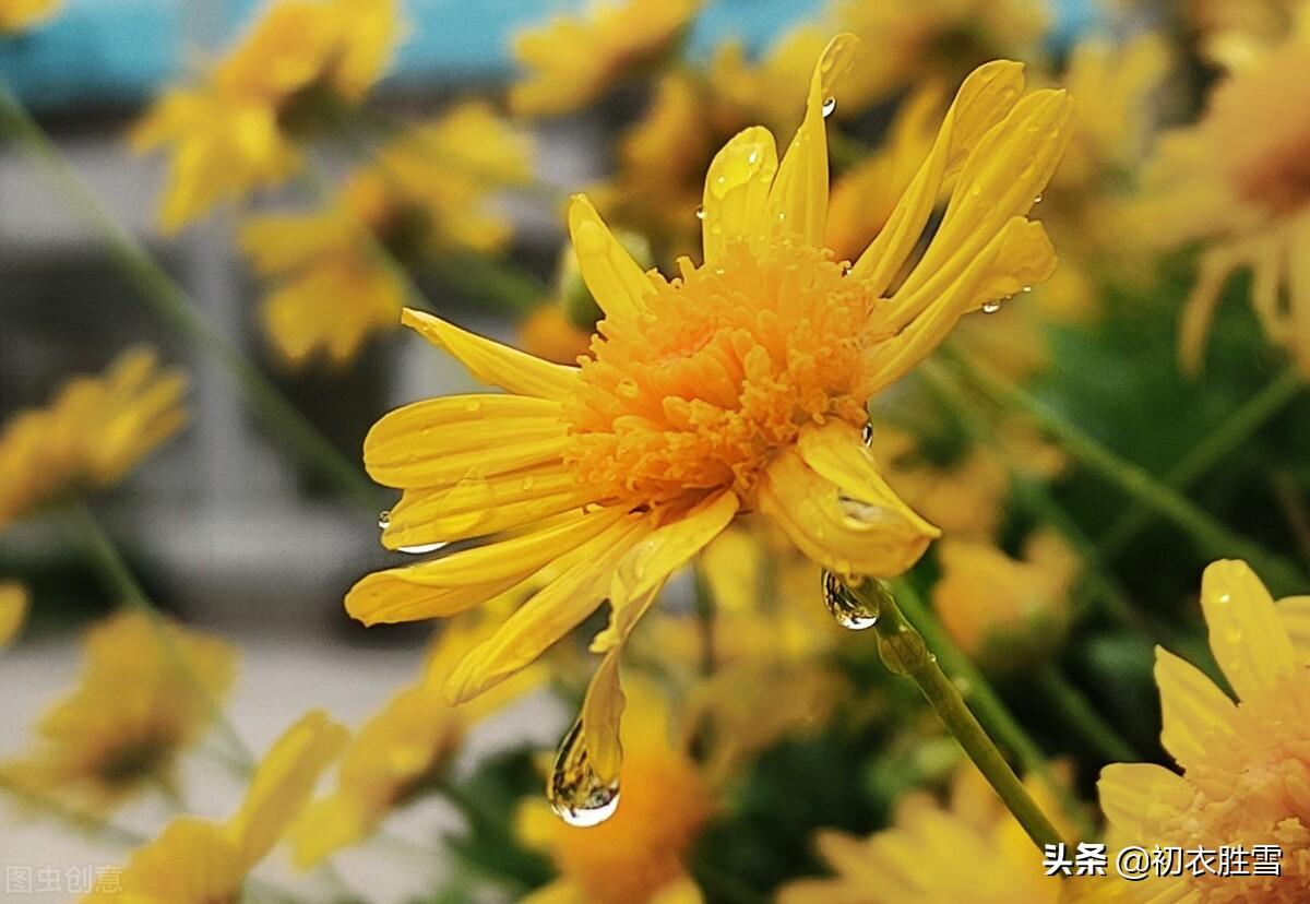 风雨菊花四首诗词（寒枝带雨开仍艳，晚节凌霜赏未迟）