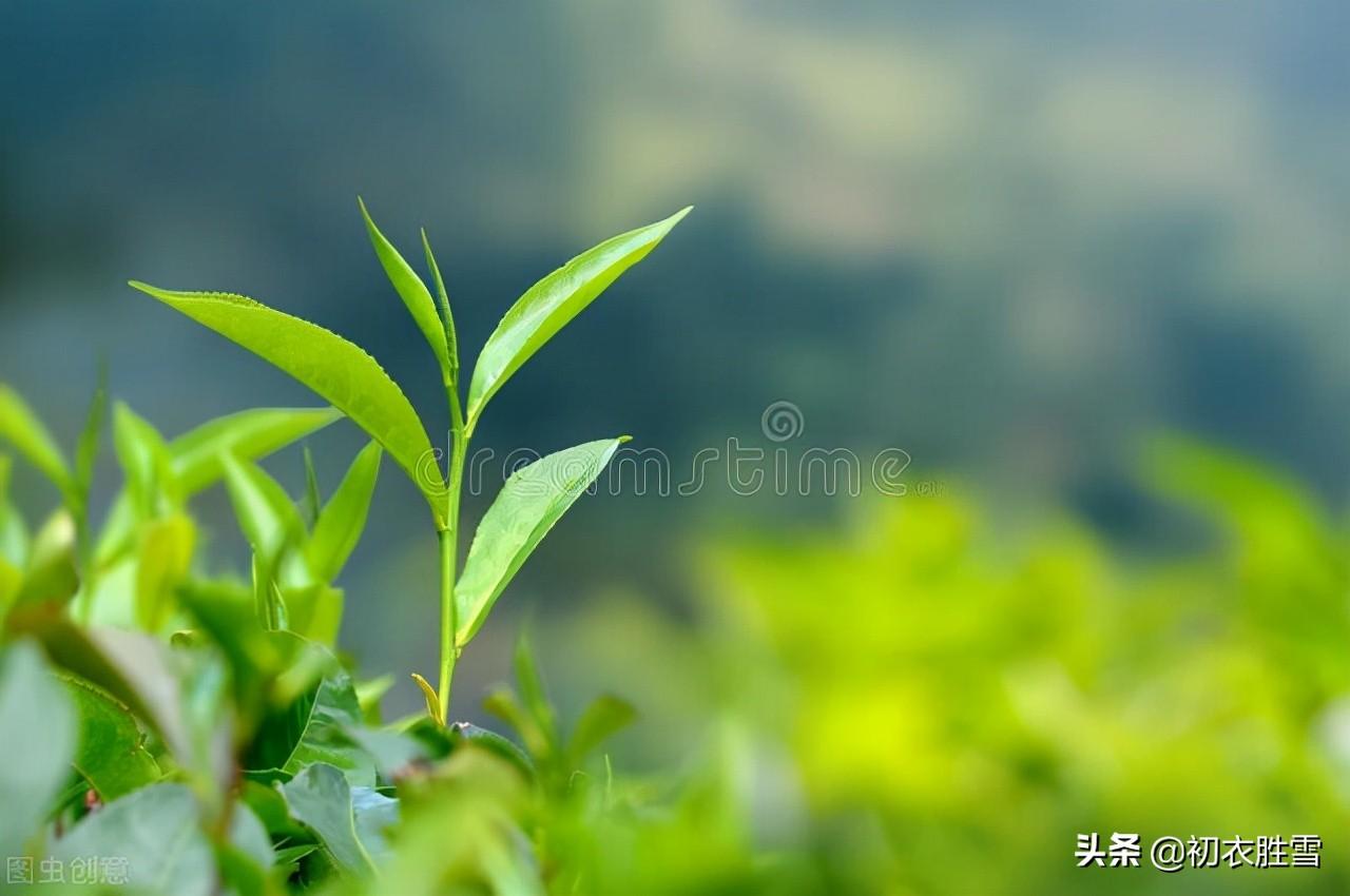 秋茶古诗词七首推荐（烹茶对秋月，谁解助茶香）