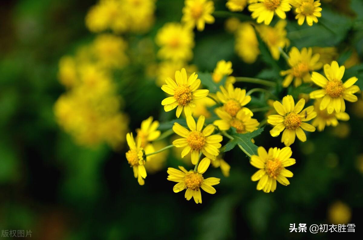 红叶黄花五首诗词（红叶黄花三峡雨，高风亮节一天秋）