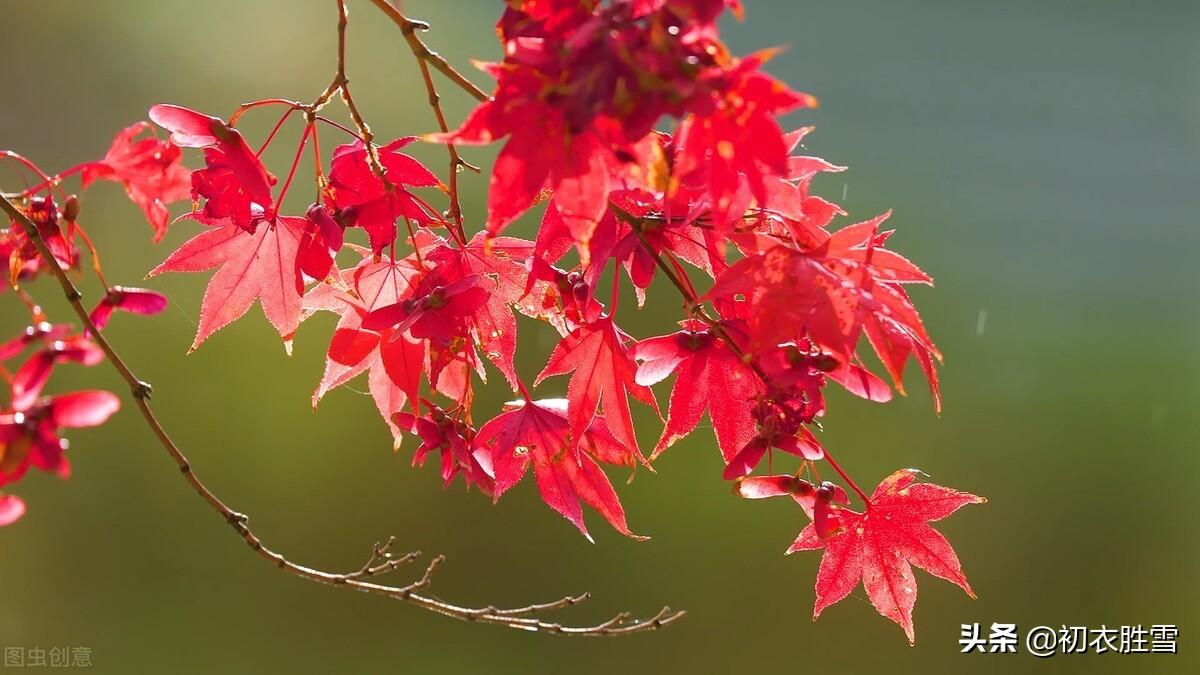 王国维秋词三首红叶（霜落千林木叶丹，一山枫叶背残阳）