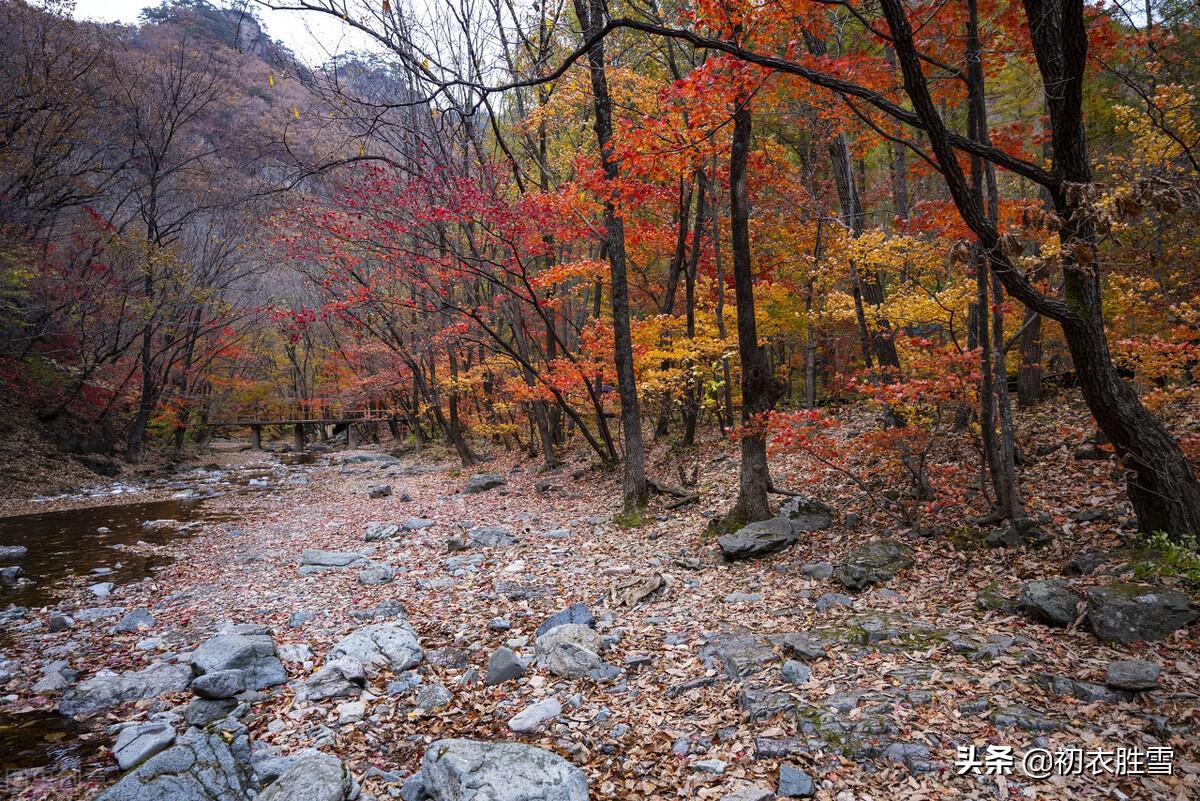 王国维秋词三首红叶（霜落千林木叶丹，一山枫叶背残阳）