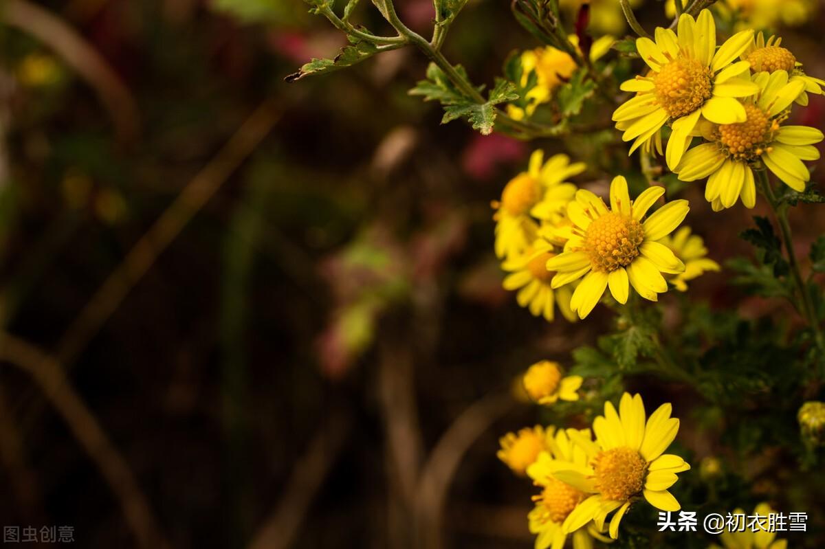 重阳节经典诗词六首（白日明朝依旧在，黄花非晚是重阳）