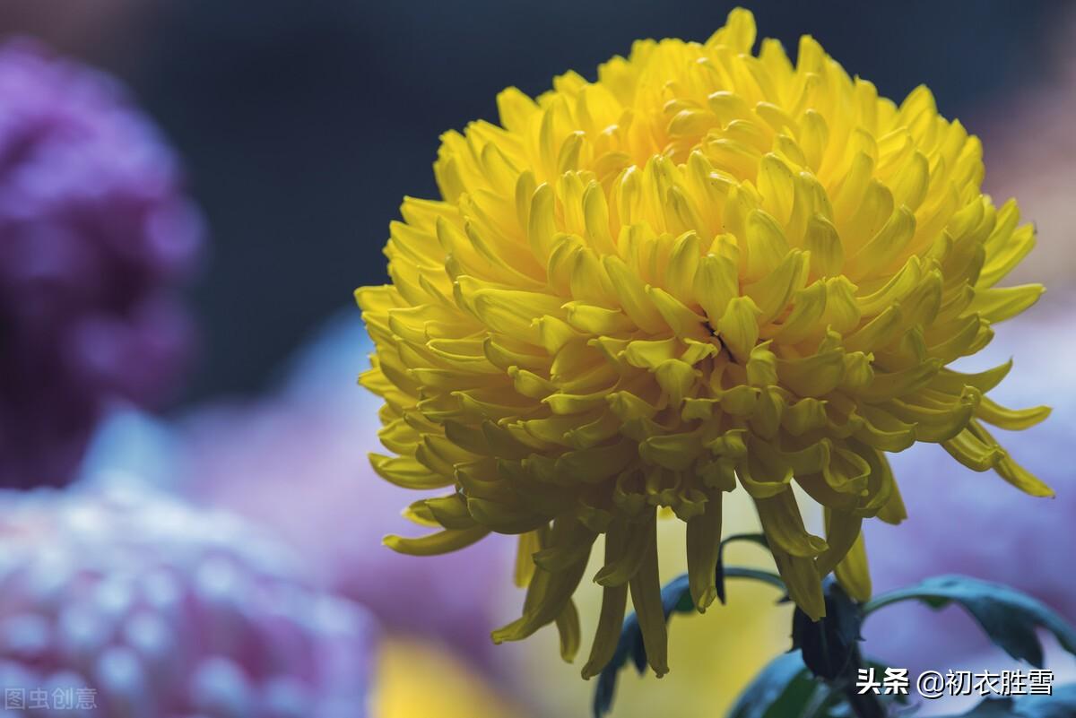 重阳节经典诗词六首（白日明朝依旧在，黄花非晚是重阳）