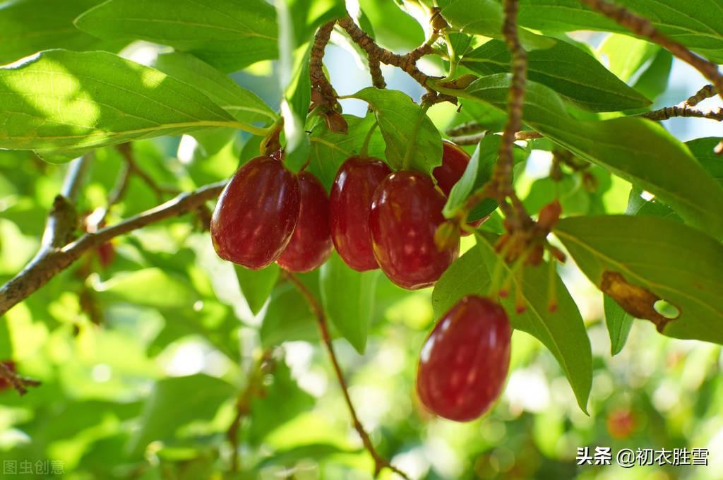 重阳节茱萸八首诗词（茱萸自有芳，更把茱萸仔细看）