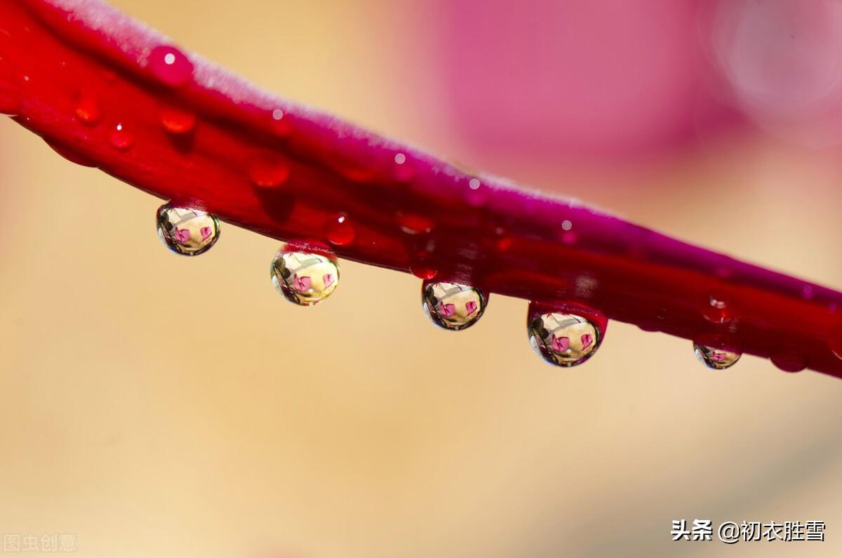 寒露节气五首古诗（紫葛蔓黄花，娟娟寒露中）