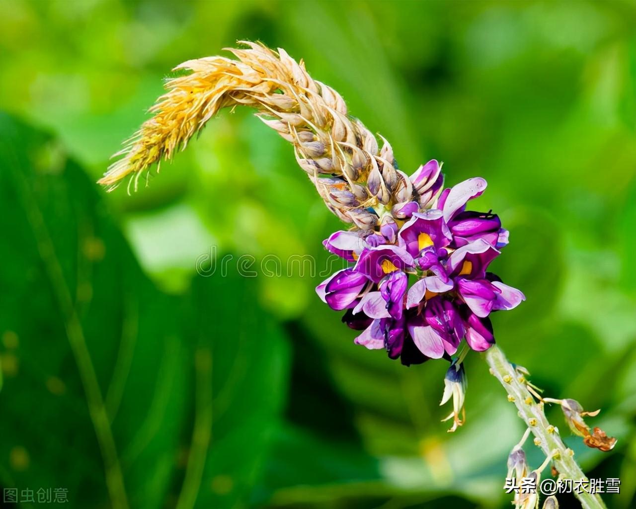 寒露节气五首古诗（紫葛蔓黄花，娟娟寒露中）