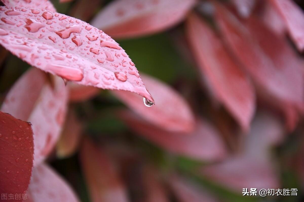 寒露秋花古诗五首（新开寒露丛，菊华寒露浓）