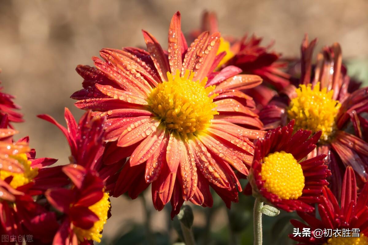 寒露秋花古诗五首（新开寒露丛，菊华寒露浓）