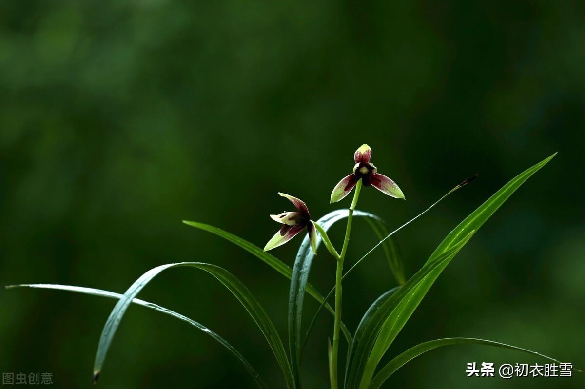 寒露秋花古诗五首（新开寒露丛，菊华寒露浓）